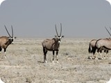 Namibia Discovery-0045